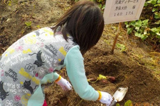 児童デイサービス 芳泉 大治　さつまいも掘り
